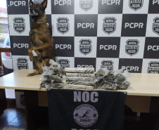 Cão policial da PCPR colabora em apreensão de droga
