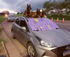 Cães policiais sobre veiculo com droga apreendida