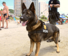 Caes policiais da PCPR no litoral