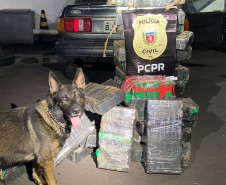 Cão policial da PCPR aparece em foto com droga apreendida