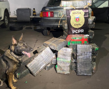 Cão da PCPR aparece em foto com maconha apreendida