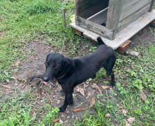 PCPR prende em flagrante homem por maus tratos a oito animais em Guaratuba