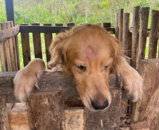 PCPR prende em flagrante homem por maus tratos a oito animais em Guaratuba