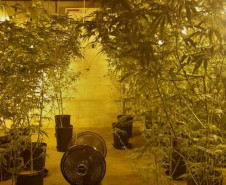 Forças policiais tiraram de circulação mais de 272 toneladas de drogas em 2021