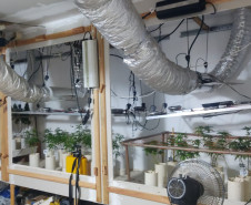 PCPR encontra plantio de maconha e prende suspeito em Foz do Iguaçu