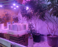 PCPR encontra plantio de maconha e prende suspeito em Foz do Iguaçu