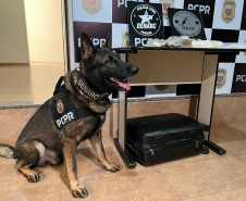 PCPR apreende 1,1 quilo de cocaína e prende um traficante em Maringá 