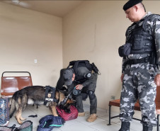 Operação da Sesp integra policiais militares e civis em ações contra o tráfico de drogas