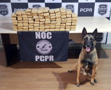 Cão policial ao lado de droga apreendida