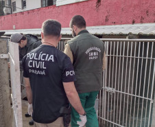 PCPR salva 300 cães em maior ação de resgate da história do Paraná 