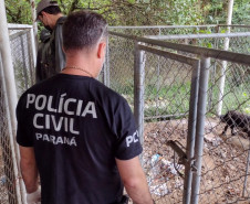 PCPR salva 300 cães em maior ação de resgate da história do Paraná 