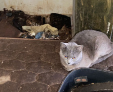 PCPR resgata 17 animais e prende mulher em flagrante por maus-tratos em Curitiba