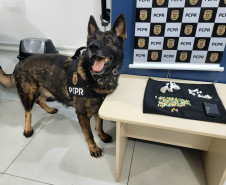 PCPR prende homem em flagrante por tráfico e apreende drogas em Maringá