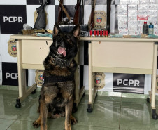 PCPR prende quatro pessoas em operação contra o tráfico de drogas em Sengés 