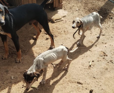  PCPR prende homem por maus-tratos a animais em Imbituva 
