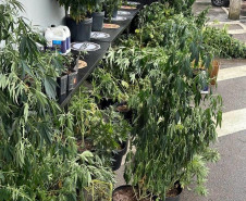 PCPR prende em flagrante quatro homens e apreende drogas em Curitiba e RMC