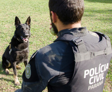 PCPR e PCSC apreendem 45 quilos de drogas e prendem homem em Santa Catarina