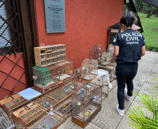 PCPR prende nove pessoas e apreende 390 animais silvestres em operação contra organização criminosa ligada ao tráfico de animais