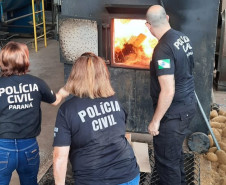 PCPR incinera 1,5 tonelada de maconha em Tibagi 