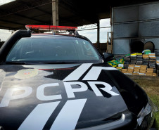 PCPR incinera 977 quilos de drogas em Palmeira