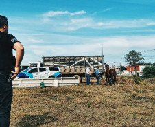 PCPR prende homem por maus-tratos e resgata cães, cavalos e mula em Irati