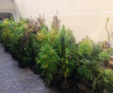 PCPR incinera três toneladas e mil pés de maconha em Campina Grande do Sul