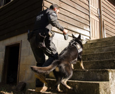 PCPR comemora 13 anos de atuação do Núcleo de Operações com Cães 