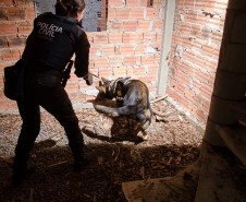 PCPR comemora 13 anos de atuação do Núcleo de Operações com Cães 