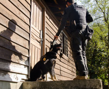 PCPR comemora 13 anos de atuação do Núcleo de Operações com Cães 
