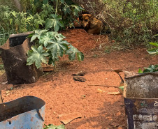 PCPR prende homem por maus-tratos, posse ilegal de arma de fogo e ameaça em Cidade Gaúcha
