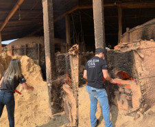 PCPR incinera 72 quilos de maconha em Cândido de Abreu