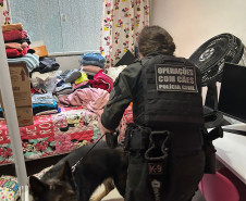 PCPR prende sete pessoas ligadas ao tráfico de drogas em Fazenda Rio Grande