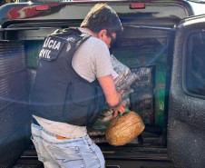 PCPR incinera meia tonelada de maconha em Cidade Gaúcha