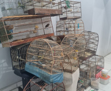 PCPR prende duas pessoas em ação contra os maus-tratos aos animais na RMC