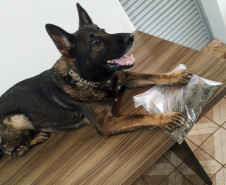 PCPR prende quatro pessoas em flagrante por crimes distintos em Cascavel 