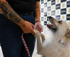 Policiais civis adotam cachorrinha que "pediu ajuda" para salvar os filhotes