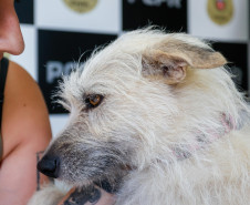 Policiais civis adotam cachorrinha que "pediu ajuda" para salvar os filhotes