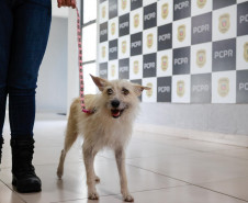Policiais civis adotam cachorrinha que "pediu ajuda" para salvar os filhotes