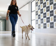 Policiais civis adotam cachorrinha que "pediu ajuda" para salvar os filhotes