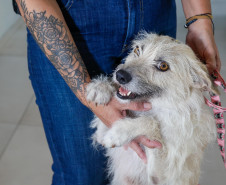 Policiais civis adotam cachorrinha que "pediu ajuda" para salvar os filhotes