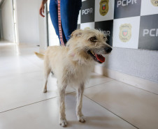 Policiais civis adotam cachorrinha que "pediu ajuda" para salvar os filhotes