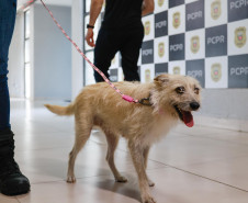 Policiais civis adotam cachorrinha que "pediu ajuda" para salvar os filhotes