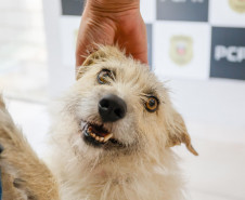 Policiais civis adotam cachorrinha que "pediu ajuda" para salvar os filhotes