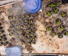 PCPR desmantela estufa para a produção de maconha em Piraquara 