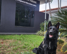 PCPR e PMPR incineram mais de 400 quilos de maconha em menos de uma semana após a apreensão