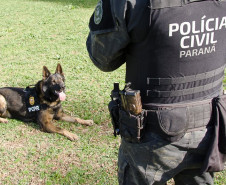 Cães da PCPR ajudaram na apreensão de 2,8 toneladas de drogas em 2024