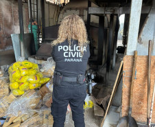 PCPR incinera 478 quilos de entorpecentes em Ponta Grossa