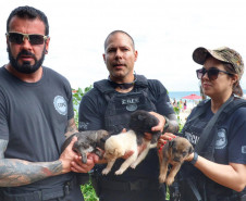 PCPR resgata cadela e filhotes presos em escombros em Guaratuba
