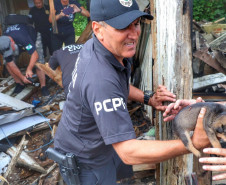 PCPR resgata cadela e filhotes presos em escombros em Guaratuba