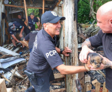 PCPR resgata cadela e filhotes presos em escombros em Guaratuba
